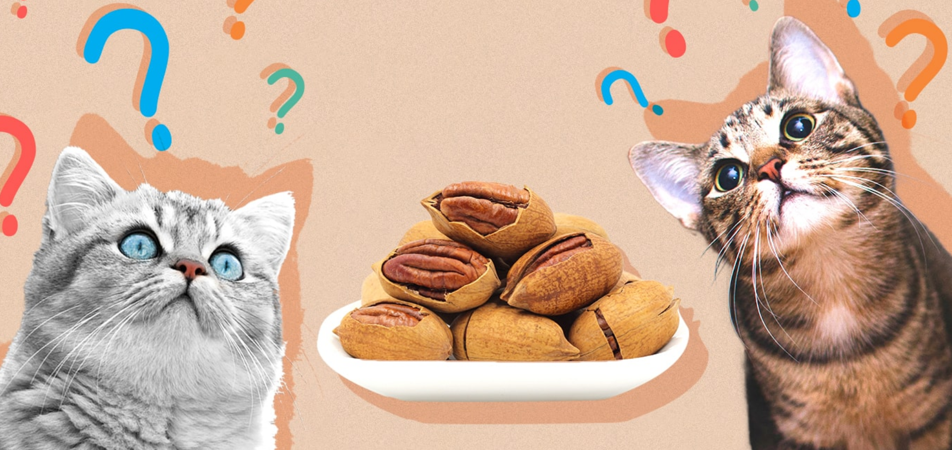 Can Cats Eat Pecans Can Cats Eat Pecans