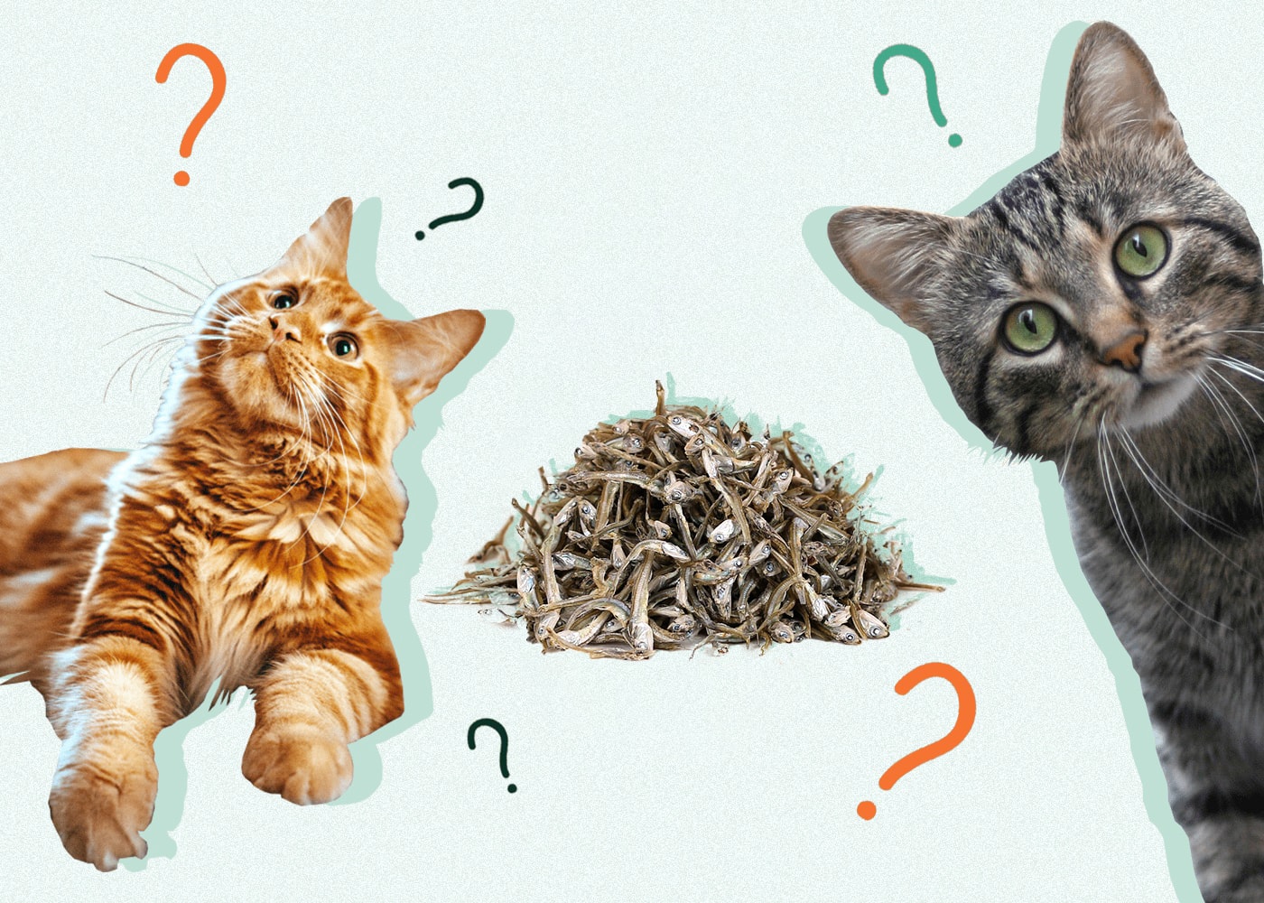 Can cats eat anchovies Can cats eat anchovies