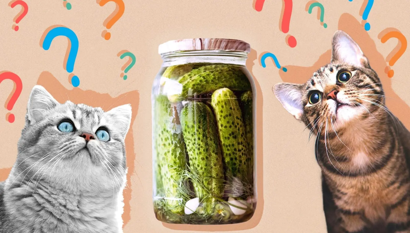 Can cats eat pickles? Can cats eat pickles?
