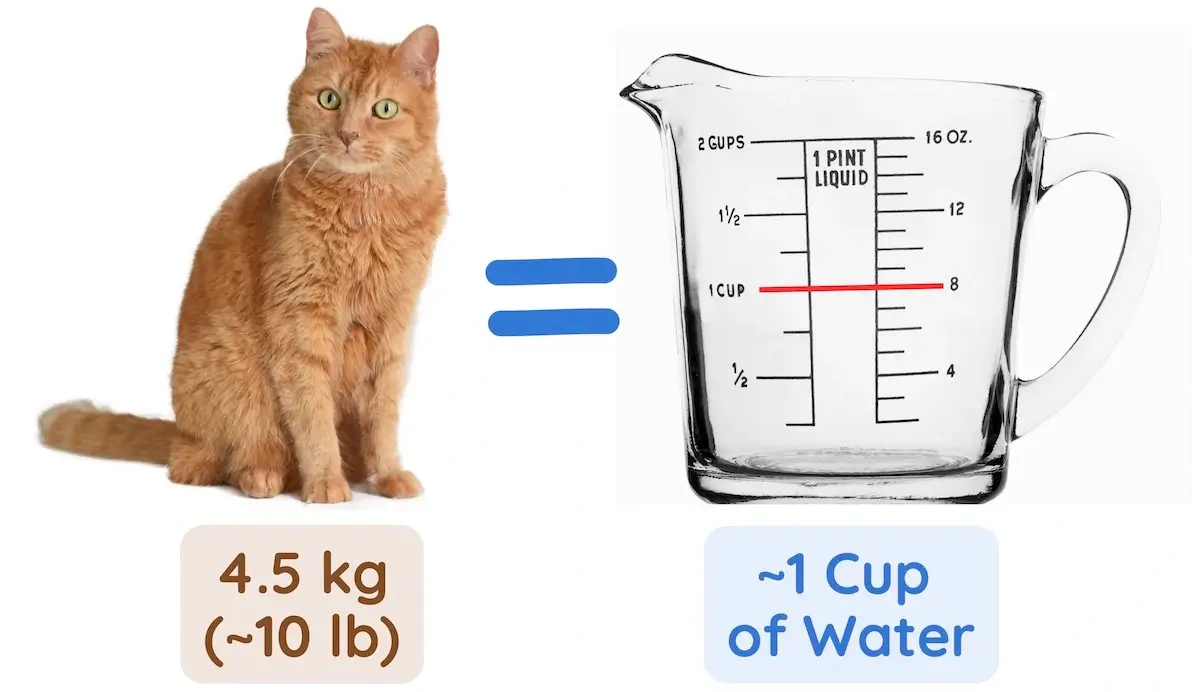 How much water is it normal for cats to drink? How much water is it normal for cats to drink?