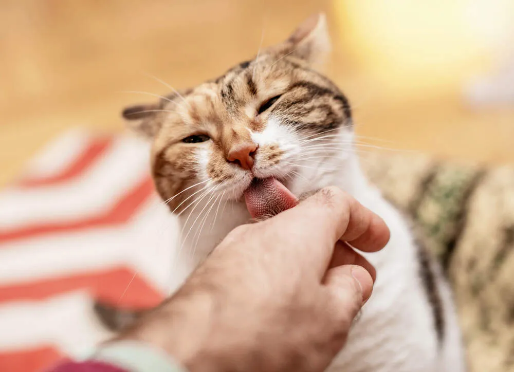 Is It Safe to Let Your Cat Lick You? Is It Safe to Let Your Cat Lick You?
