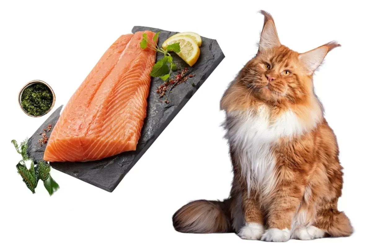 Is it Safe for Cats to Eat Smoked Salmon? Is it Safe for Cats to Eat Smoked Salmon?