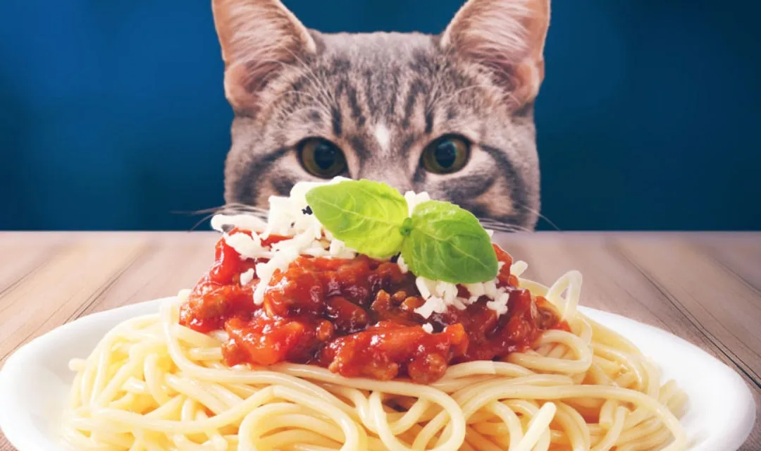 Pasta and Cat Pasta and Cat