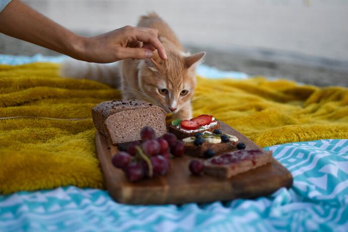 Why Do Cats Choose to Eat Inappropriate Human Foods? Why Do Cats Choose to Eat Inappropriate Human Foods?