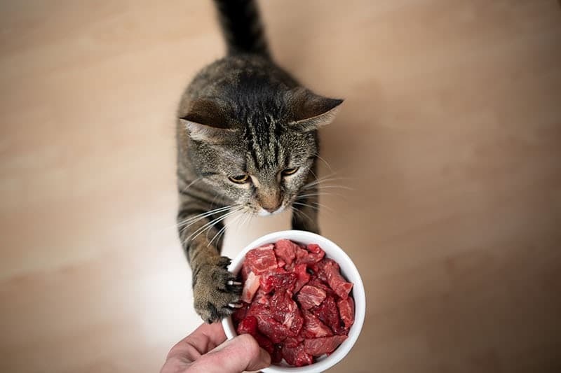 Cat with raw meat Cat with raw meat