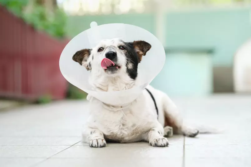 How Long After Being Neutered Is a Dog Sterile How Long After Being Neutered Is a Dog Sterile?