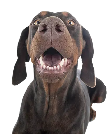 DENTAL CARE FOR PETS