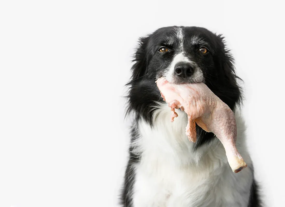 Can Dogs Eat Chicken Bone Cartilage Safely? Can Dogs Eat Chicken Bone Cartilage Safely?