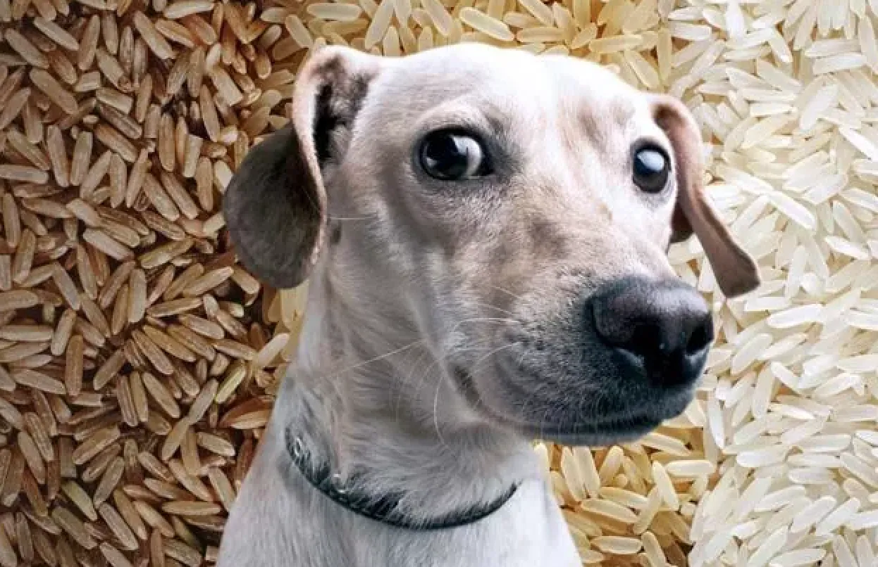 Can Uncooked Rice Kill Dogs Can Uncooked Rice Kill Dogs