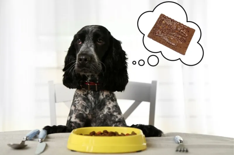 Can Dogs Eat Chocolate Pop-Tarts? Can Dogs Eat Chocolate Pop-Tarts?