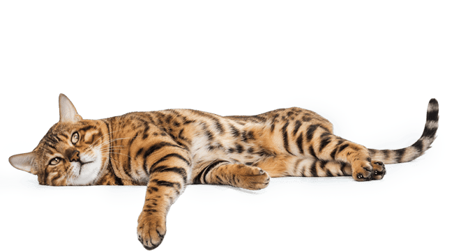 DERMATOLOGY DERMATOLOGY