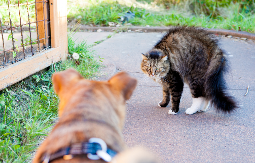 The cat is Scared The cat is Scared