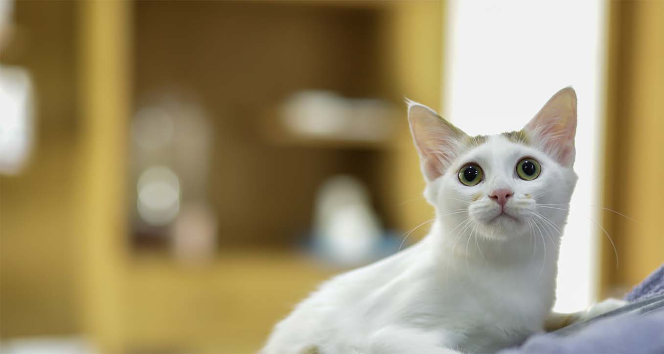 about modernvet about modernvet