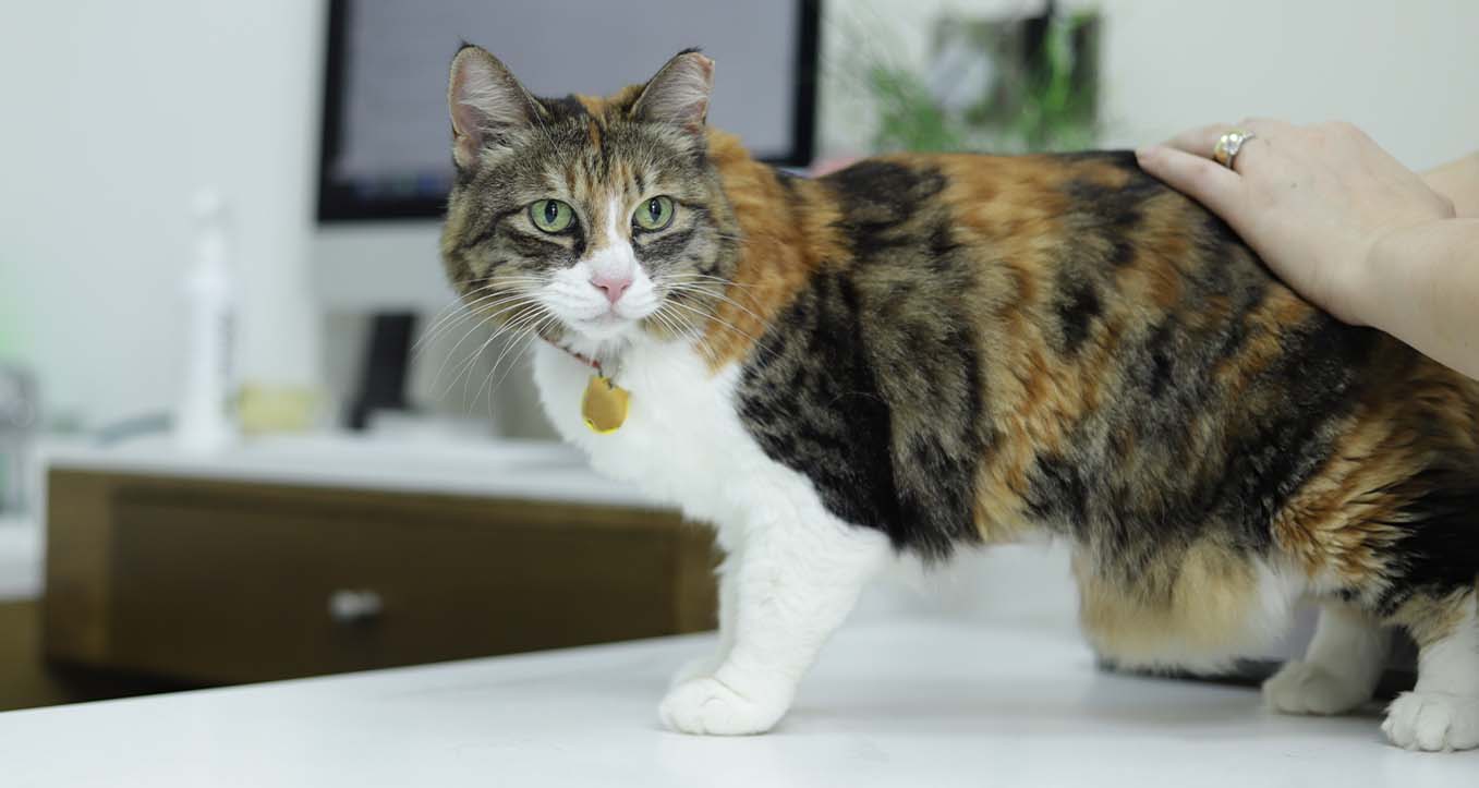 Facilitate A New Breed Of Veterinary Practice Facilitate A New Breed Of Veterinary Practice