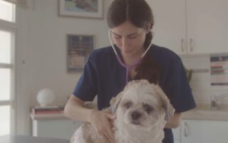 Veterinarian listening dog with stethoscope