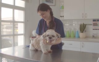 Dog with veterinarian