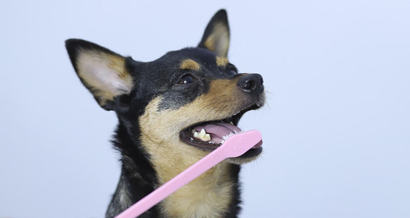 Dog dental care Dog dental care