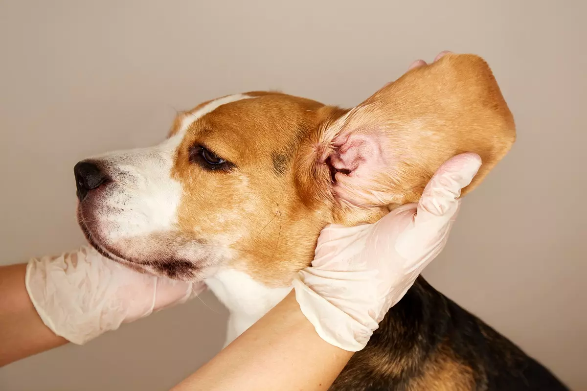 Dog ear infection Dog ear infection