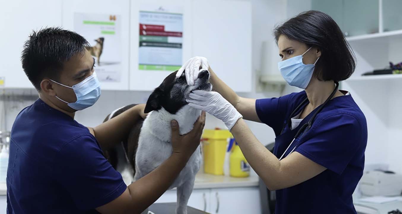 WELLNESS EXAMS Veterinary exam for dog