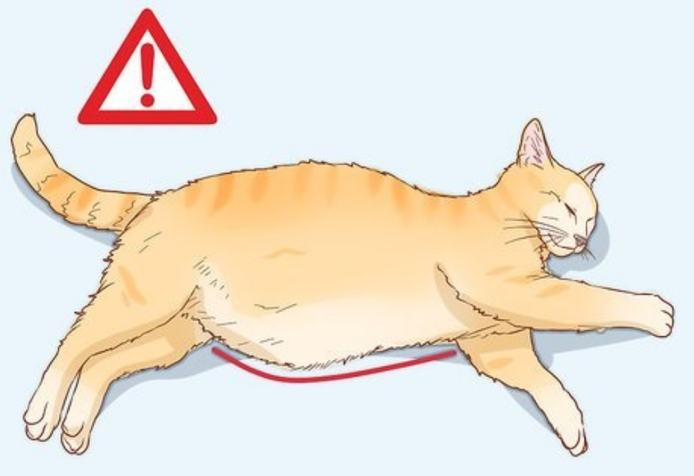 Ascites in Cats Ascites in Cats