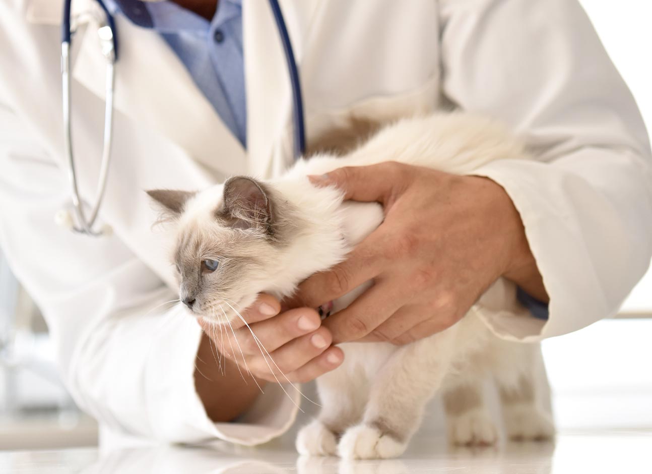 Vet hands cat