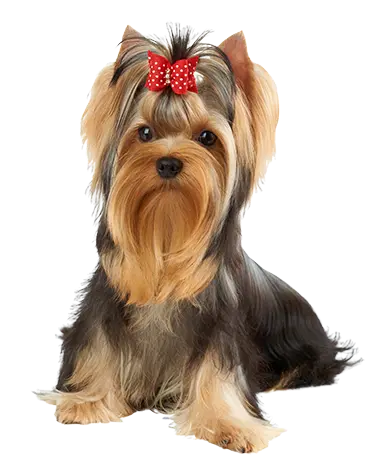 DOG SPAYING & NEUTERING