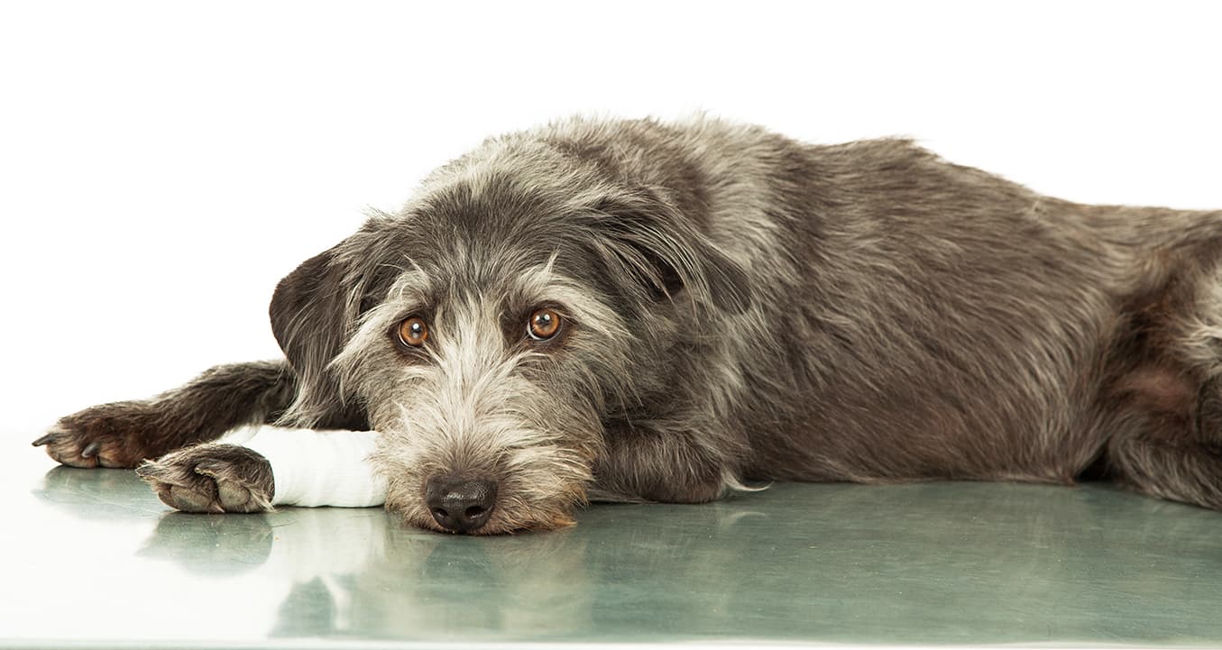 EPCService EMERGENCY PET CARE Dubai