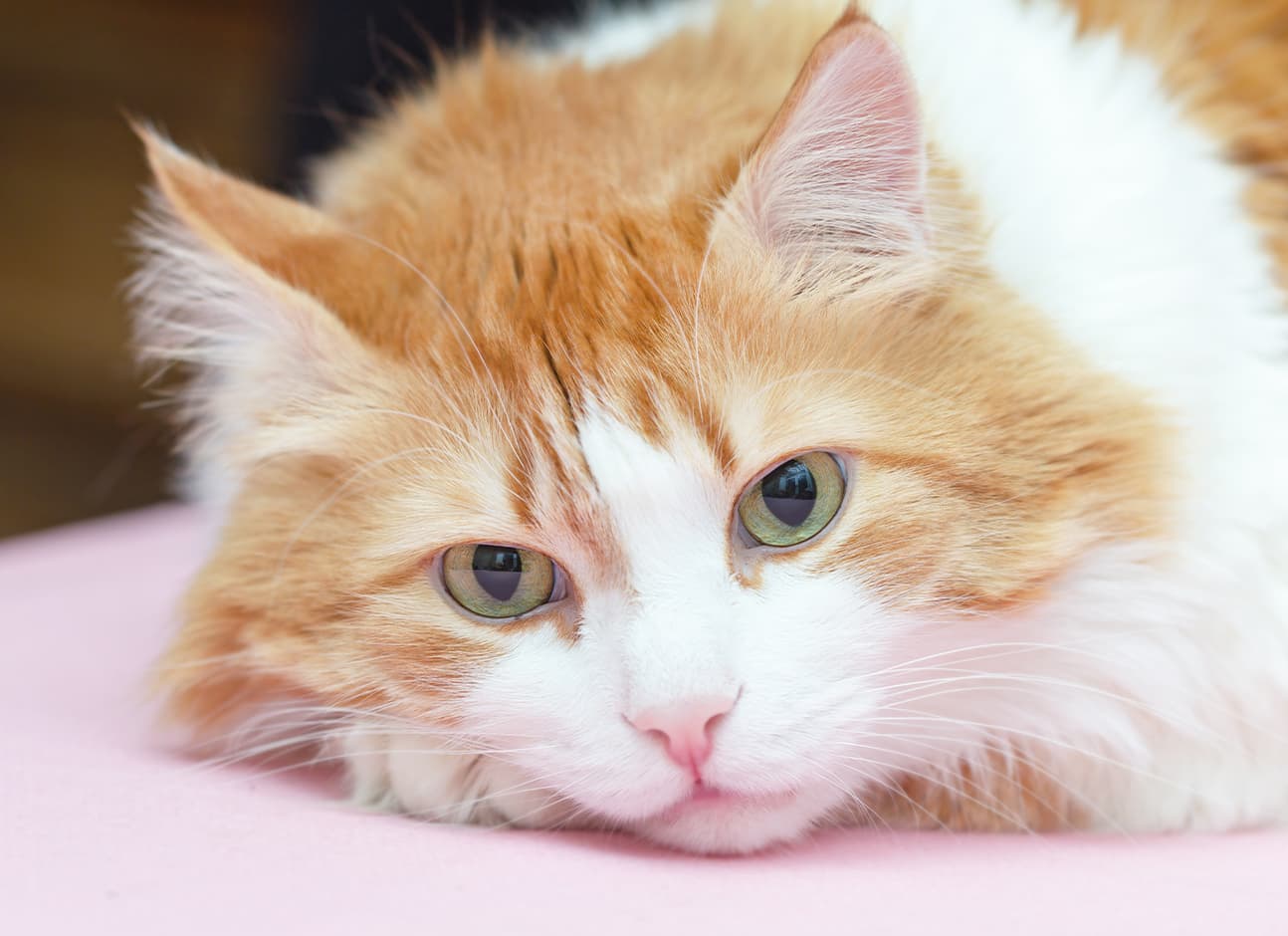 FELINE LOWER URINARY TRACT DISEASE