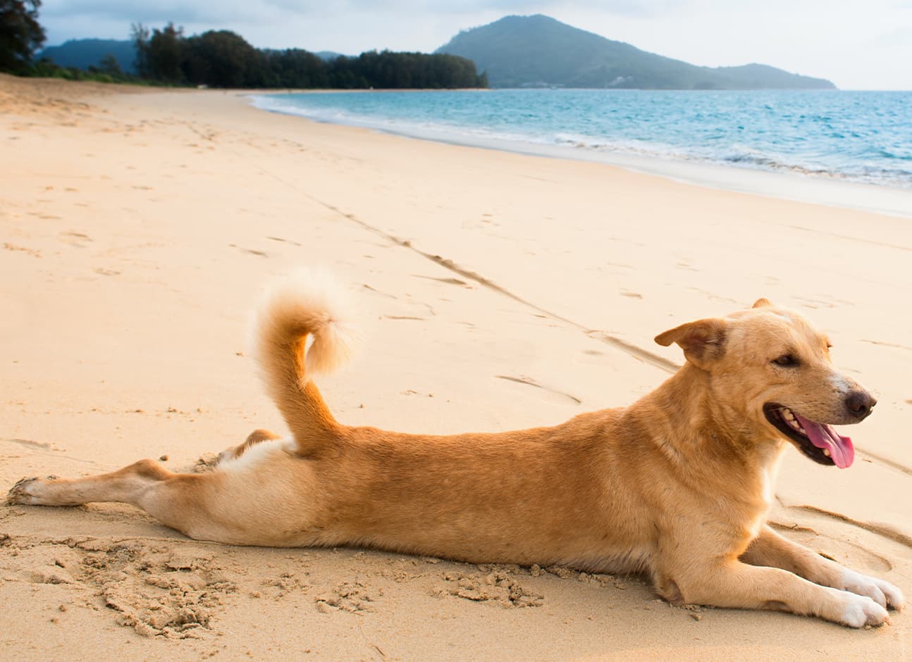 Dog lying on beach