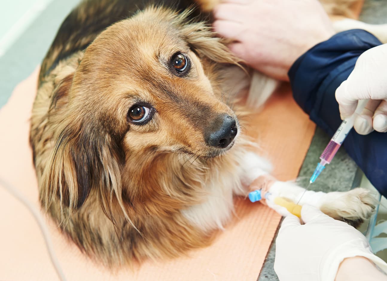 Hypothyroidism in dogs