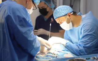 veterinary surgical operation
