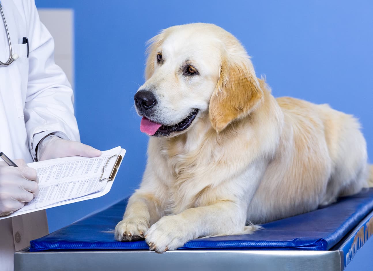 Dog with vet