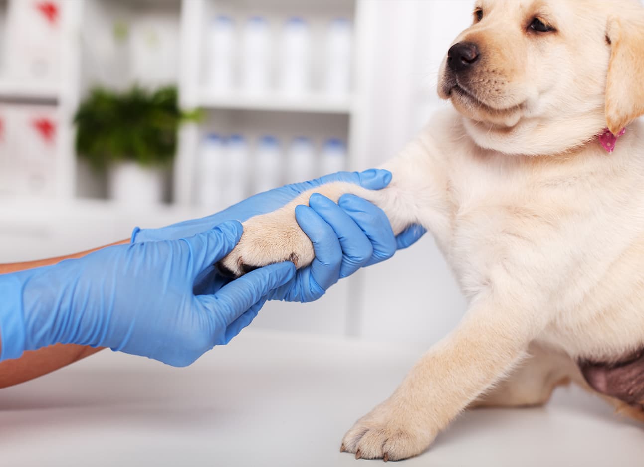 Veterinarian examination paw