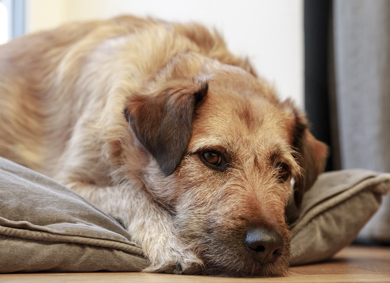 PAIN IN DOGS AND CATS