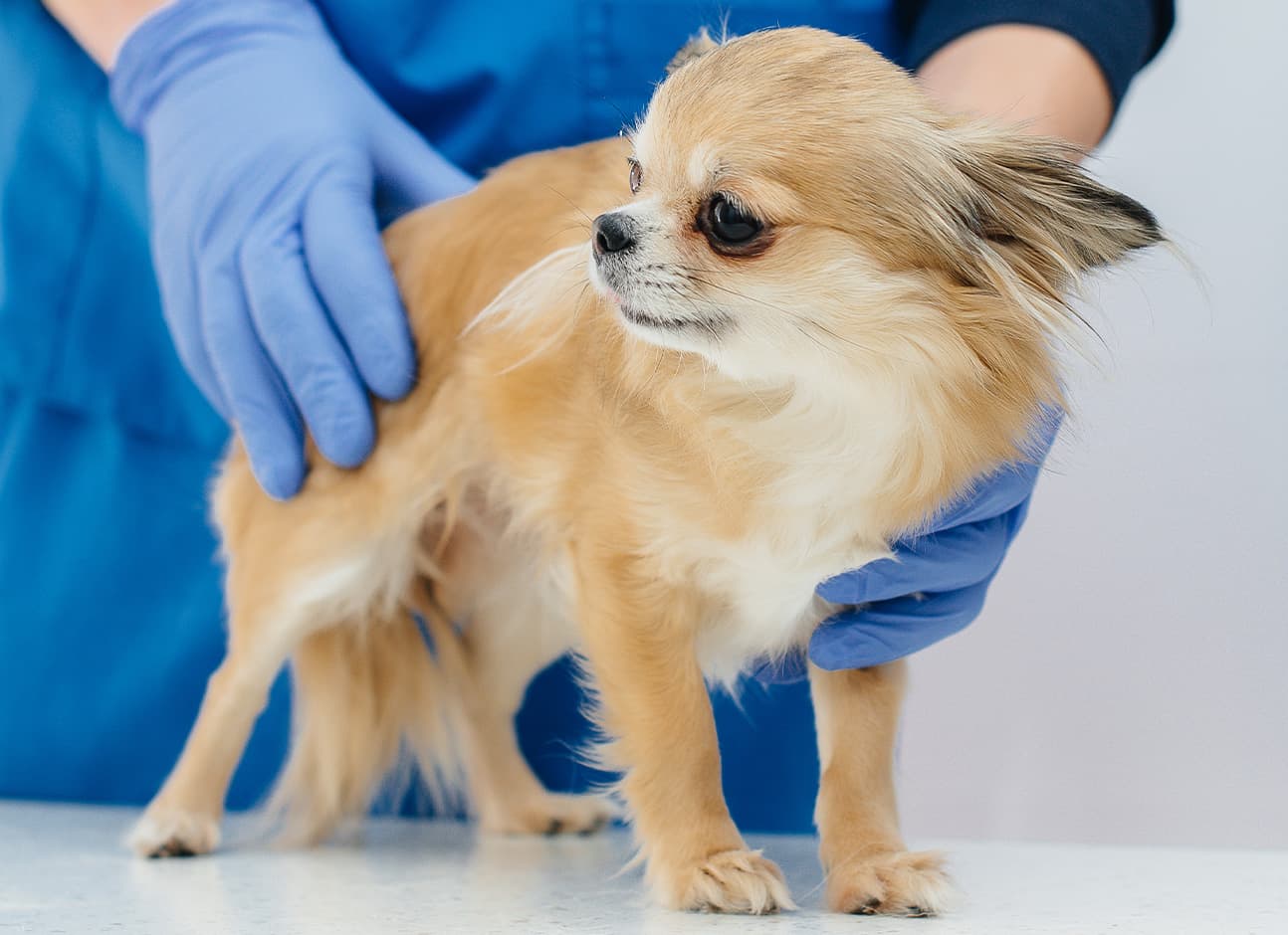 PANCREATITIS IN DOGS