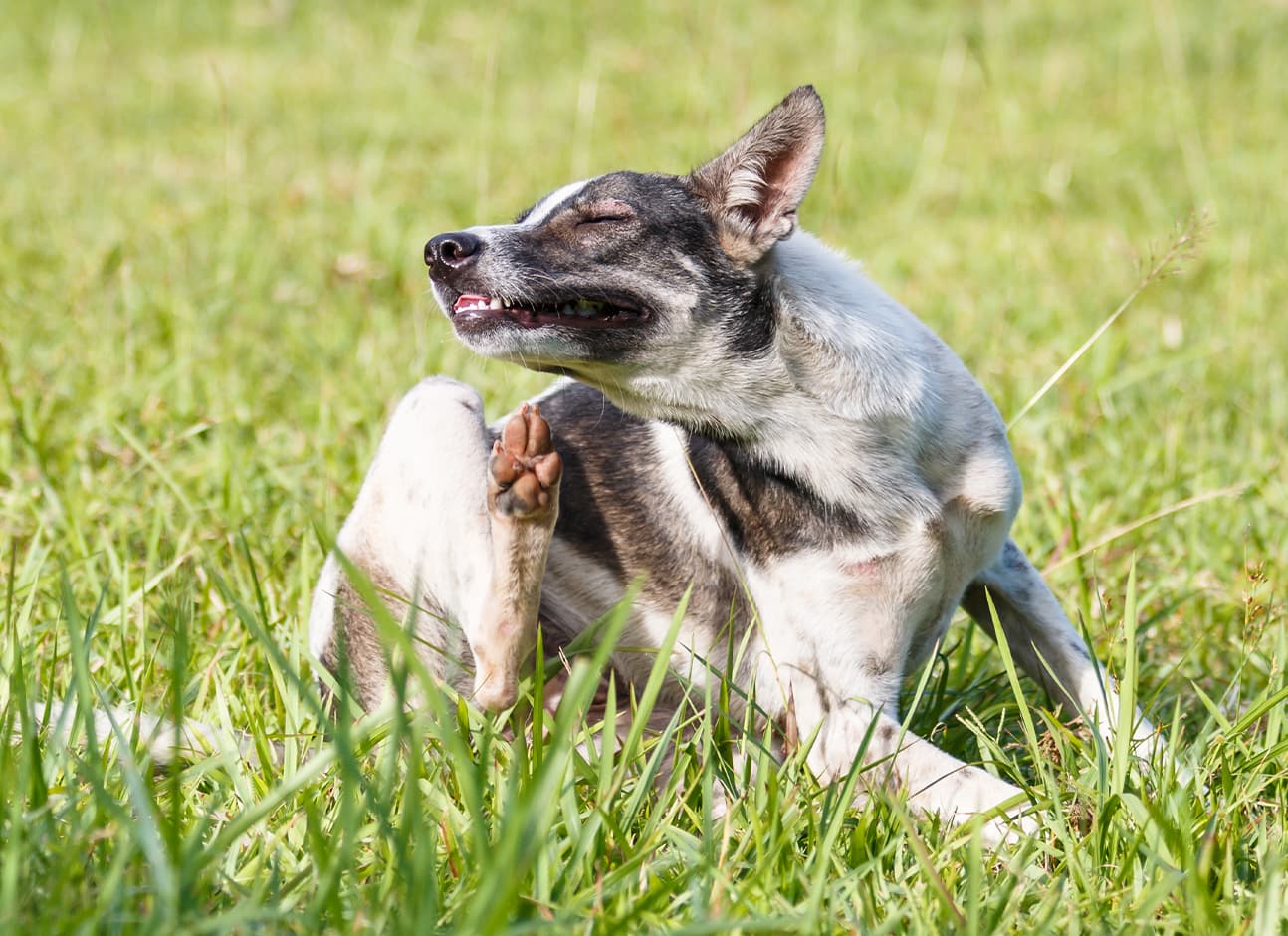Dog itches in the grass