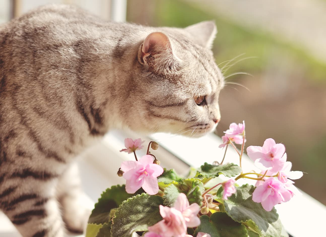 Cat with home plants