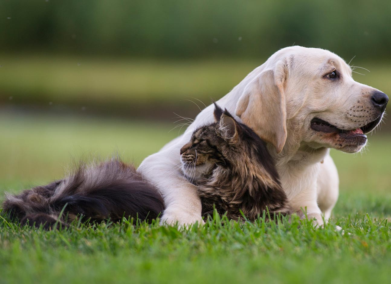 Dog and cat