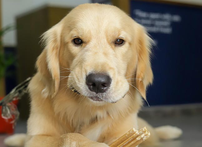 Dog with delicacy bone