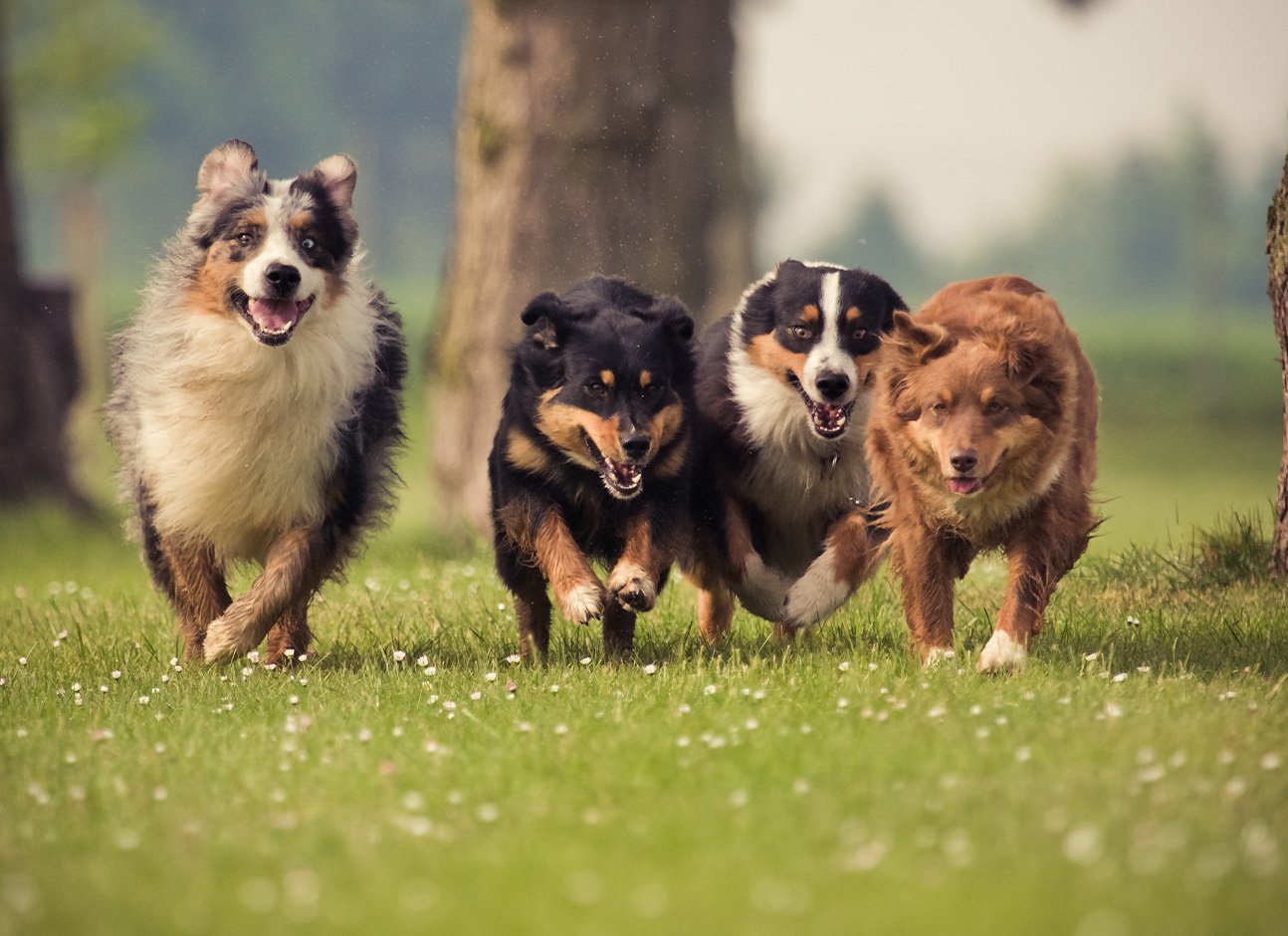 Dogs running on grass