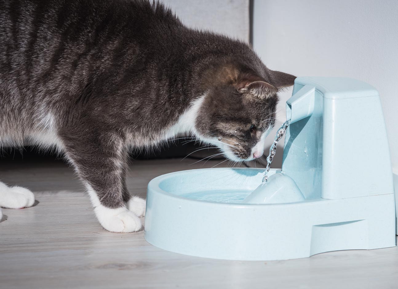 Cat drinking water