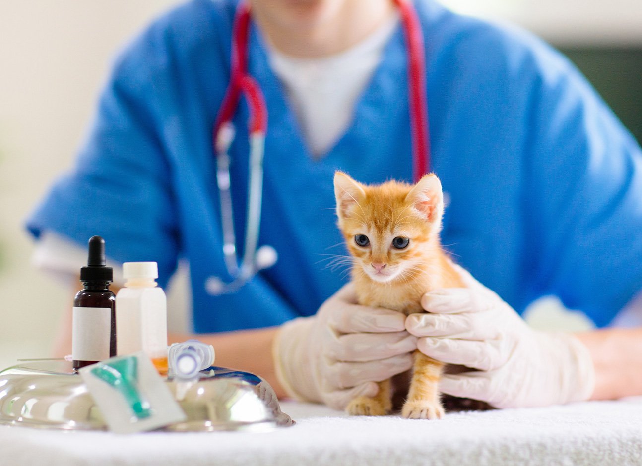 Cat vaccination