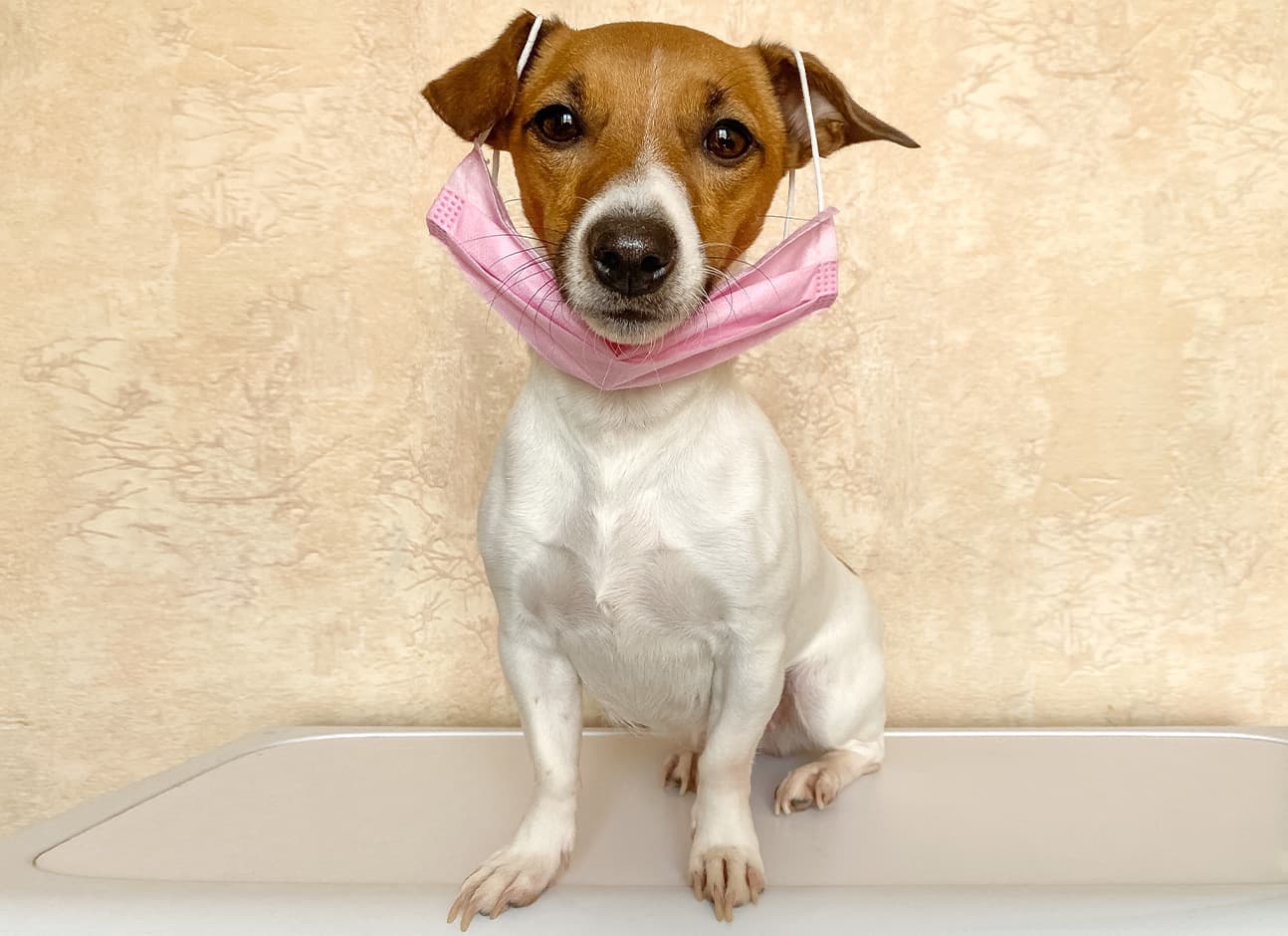 Dog with medical mask