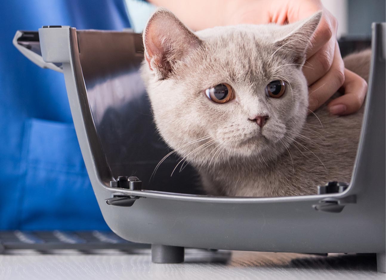 Cat on veterinary appointment