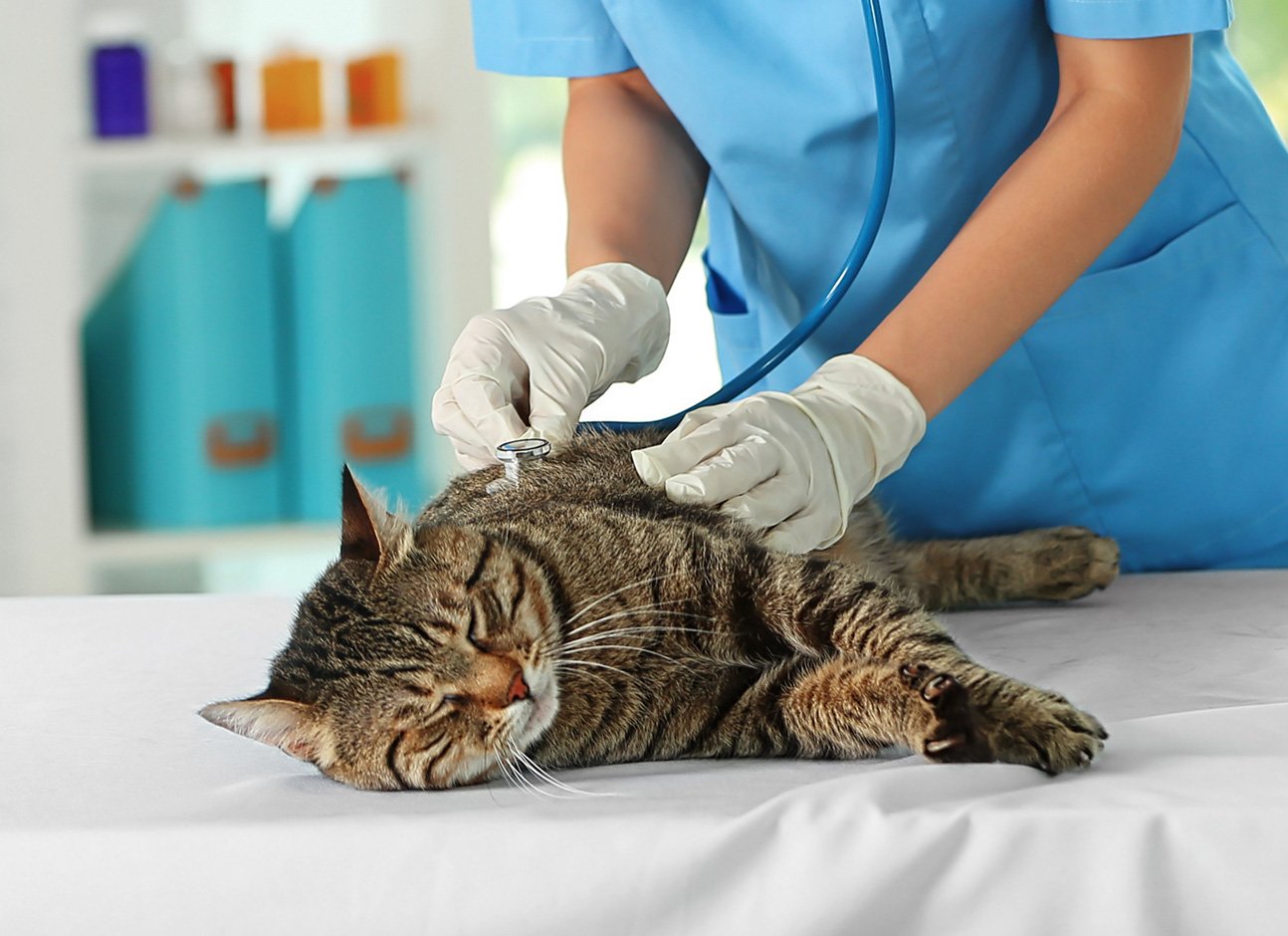DIARRHEA IN CATS