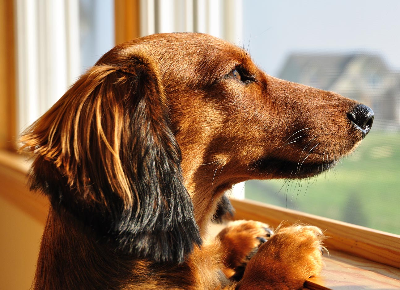 Dog looking in window