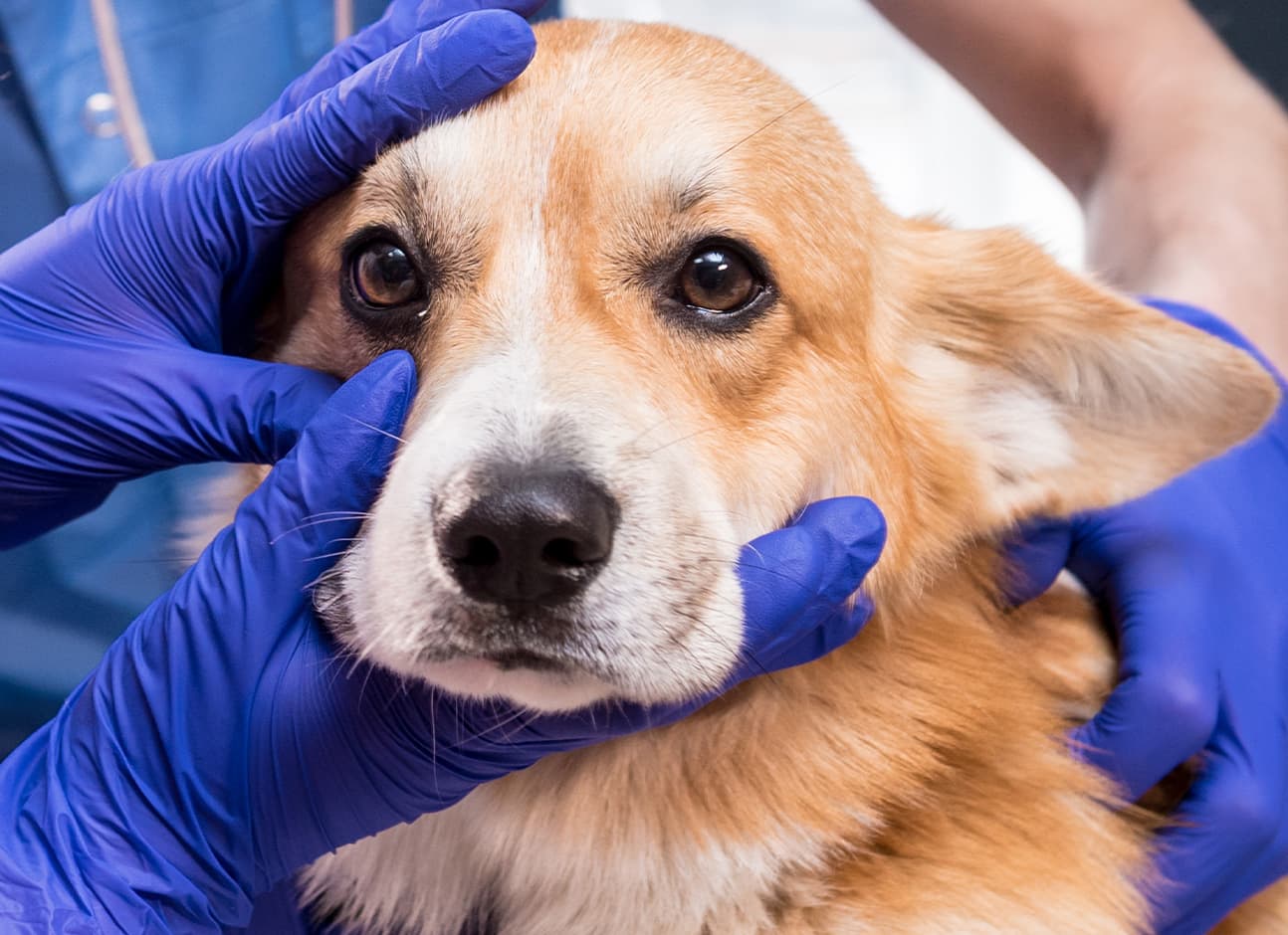 Vet exam dog's eyes