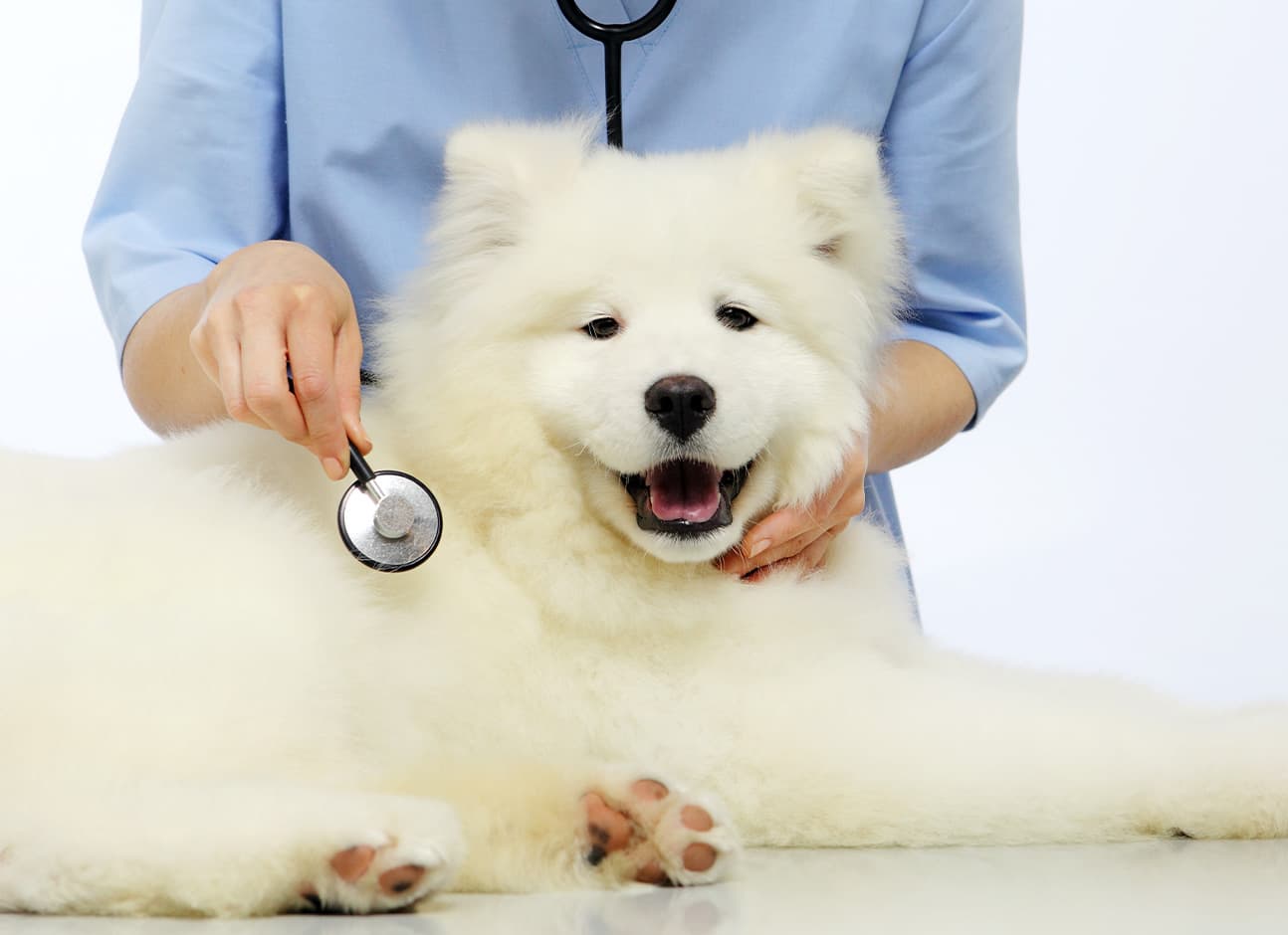 Veterinarian examination dog