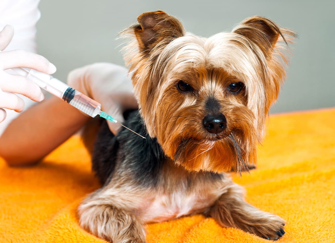 Injection for dog