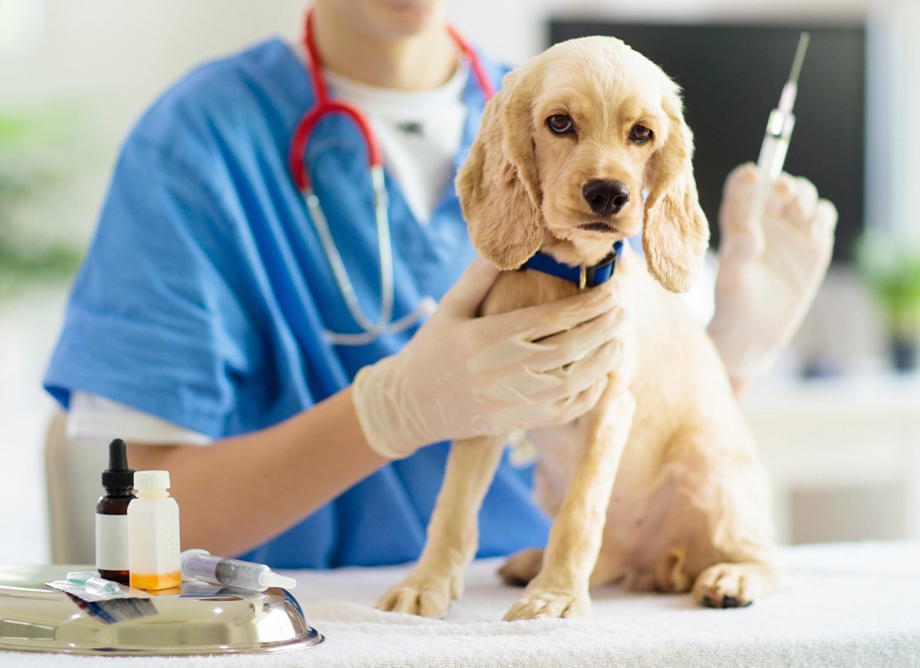 Dog vaccination